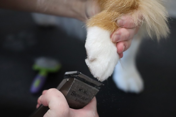 calm and relaxing environment for dog grooming